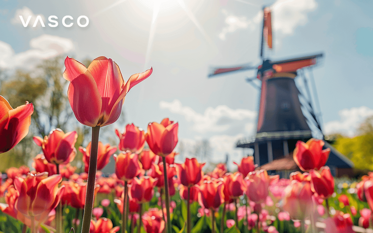 Frühlingstulpen vor einer Windmühle in Holland.