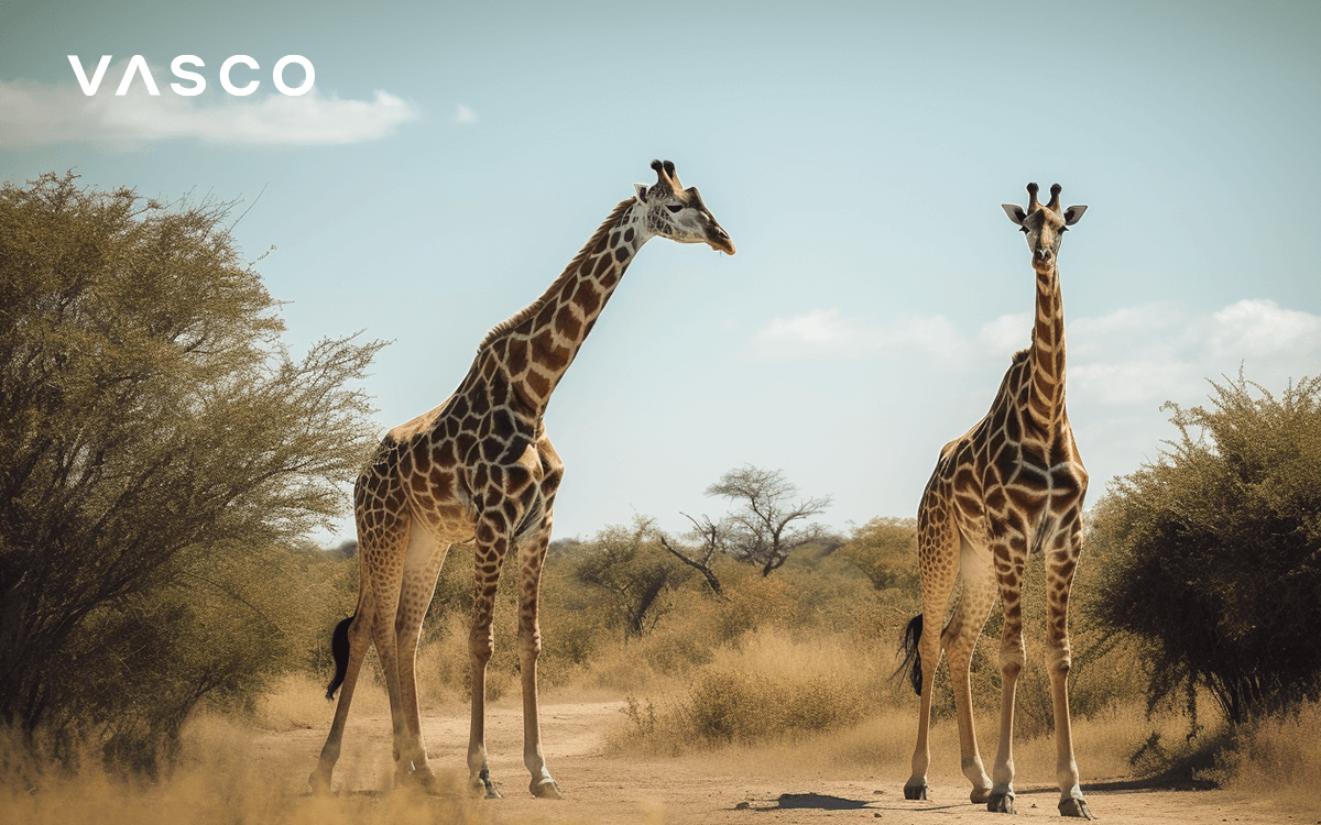 Zwei Giraffen in der afrikanischen Savanne.