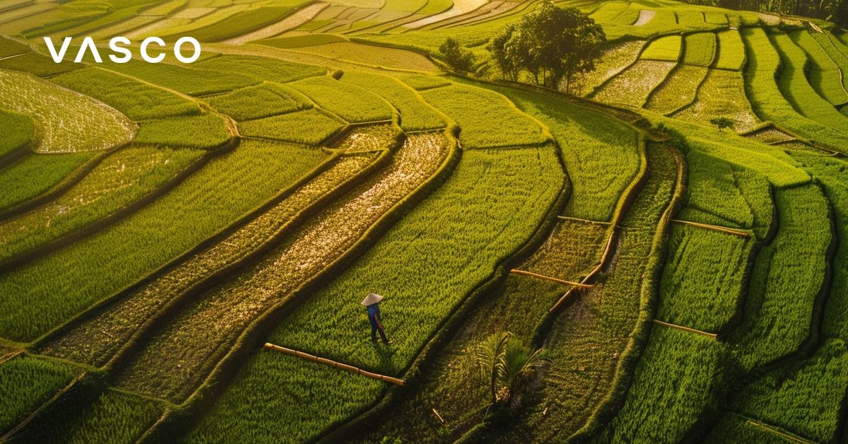 Ausgedehnte Reisterrassen, die im Sonnenlicht grün leuchten und eine Vietnamreise im Oktober nahelegen.